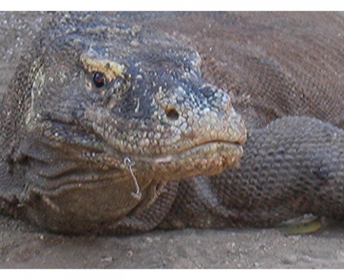 Komodo monitor lizard