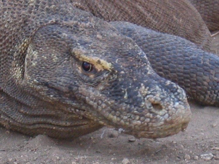 Komodo dragon; don