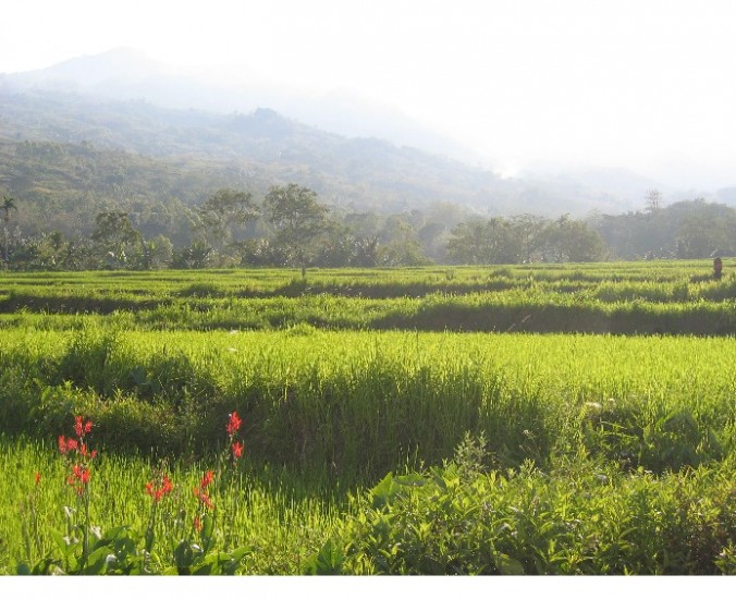 Moni ricefields