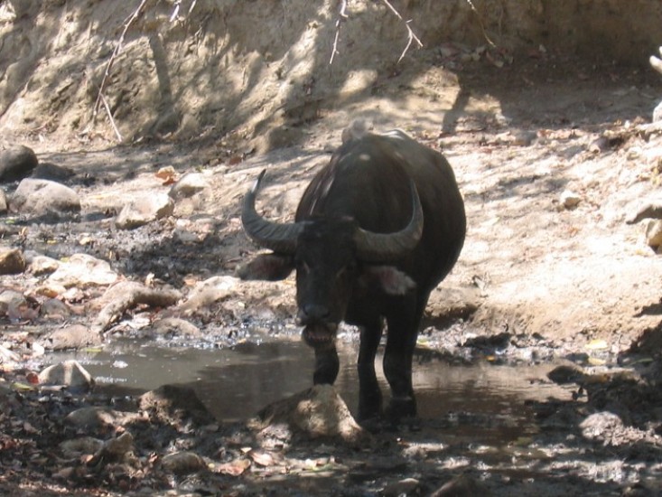 Wild buffalo surrounded by komodo dragons